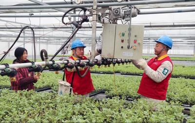 東臺供電:&ldquo;春檢&rdquo;服務工廠化育苗用電