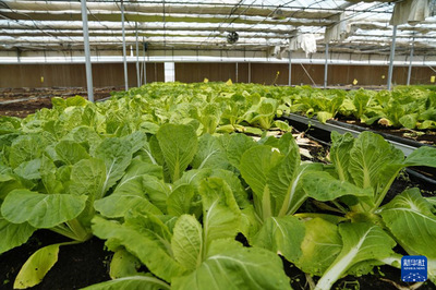 通訊|務實耕耘 共同發展--探訪烏茲別克斯坦上合組織農業基地中烏現代農業科技示范園