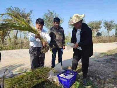 安徽:科技小院顯身手 鄉(xiāng)村振興添動力