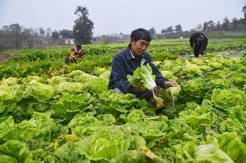 重慶農科院 2023年科技成果發(fā)布會 見證農業(yè)科技 重慶制造 發(fā)展成就