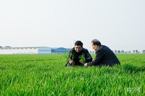 萬象 耕 新丨科技書寫春耕時間 河南孟州探索農業(yè)新篇