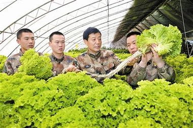 總后農(nóng)副業(yè)科技服務(wù)站建現(xiàn)代農(nóng)場(chǎng) 豐富 菜籃子