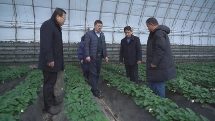 應對雨雪冰凍天氣:專家入戶協(xié)助做好農業(yè)防寒指導