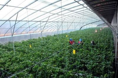 國網黃驊市供電公司:心系菜農送服務 保障市民&ldquo;菜籃子&rdquo;