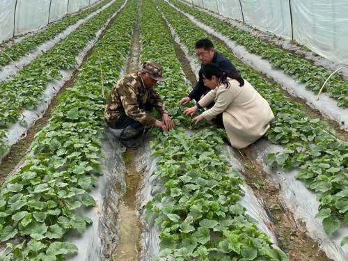 魚臺(tái) 開展香瓜種植直通式氣象服務(wù)