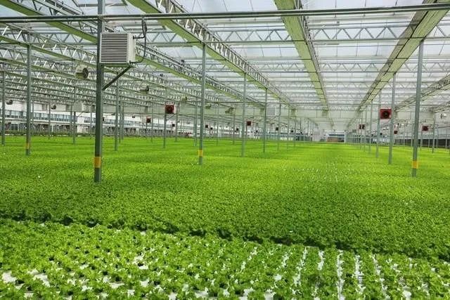 科技改變農業,智能溫室工廠化種植成為鄉村產業振興的利器|水培|蔬菜_