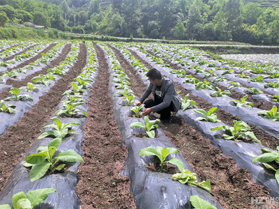 寶云街道 科技助力強(qiáng)管理 服務(wù)上門促增收——扎實(shí)做好烤煙中耕管理工作